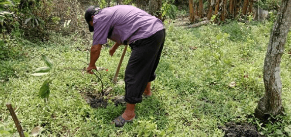 Pak Mulyono dan dua warga lain—Pak Joko dan Pak Bambang bersama Mustika Dwi Sari menerapkan Reforestasi Lahan Hunian