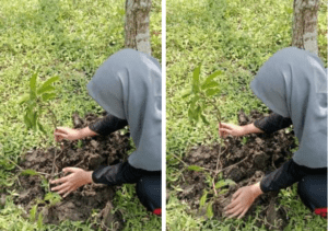 Reforestasi Lahan Hunian: Mahasiswi UNUSIDA Terapkan Tawazun